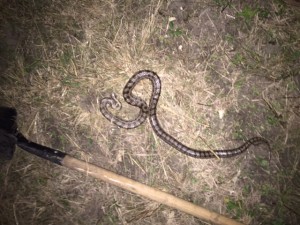 SnakeShovel